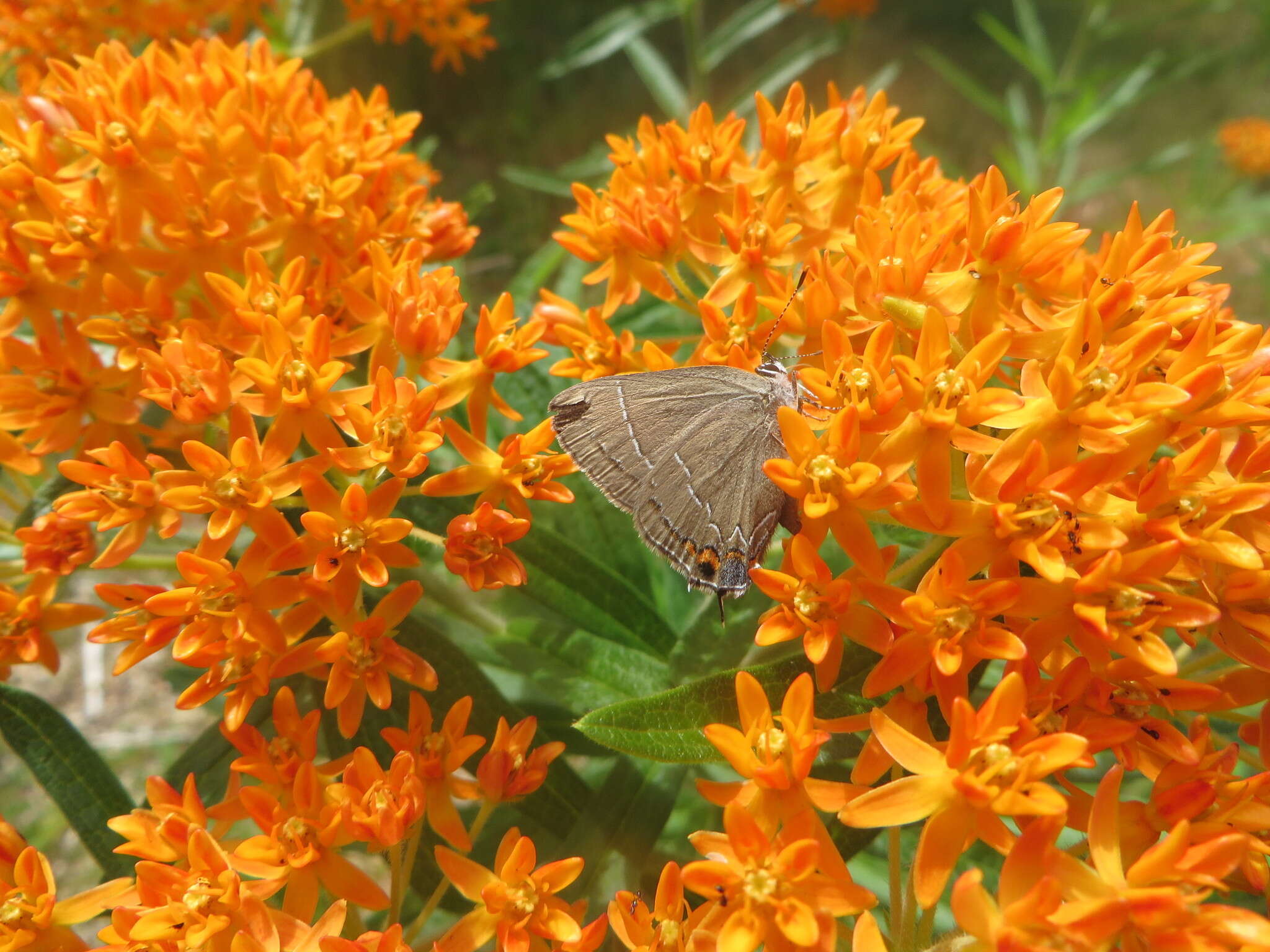 Imagem de <i>Satyrium favonius ontario</i>