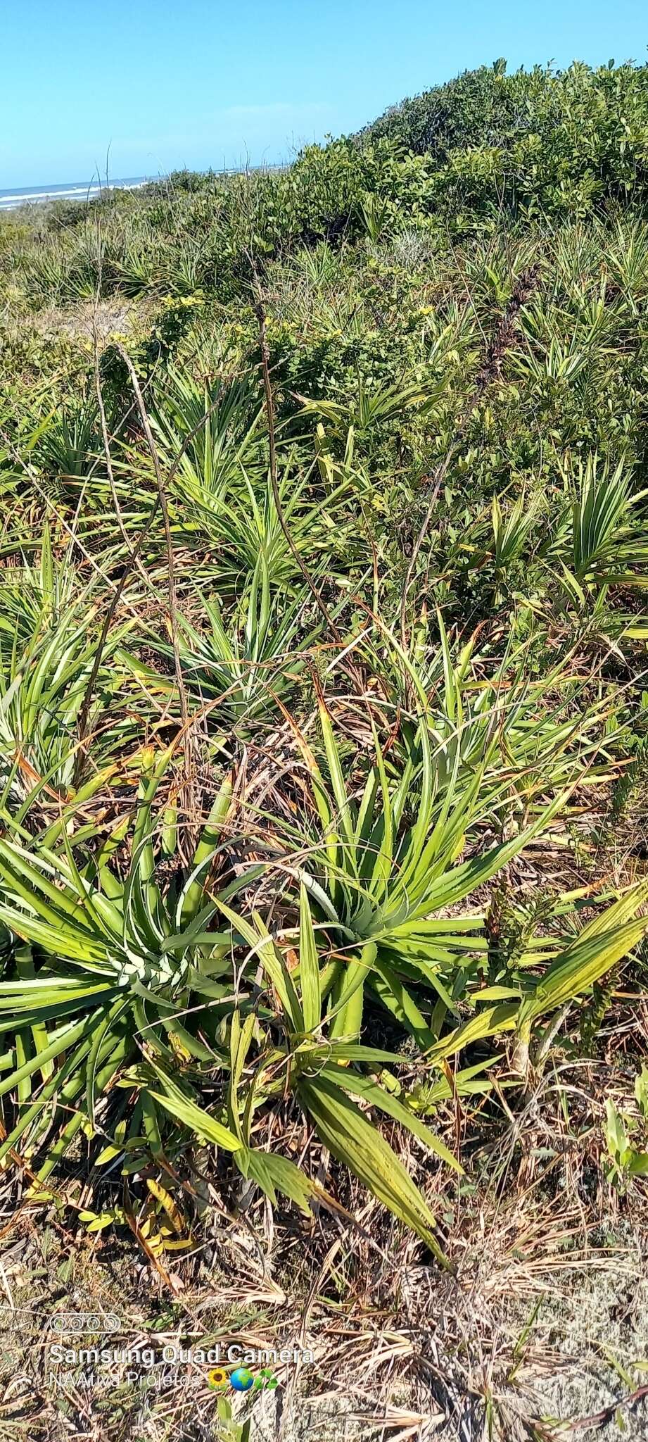 Image of Dyckia encholirioides (Gaudich.) Mez