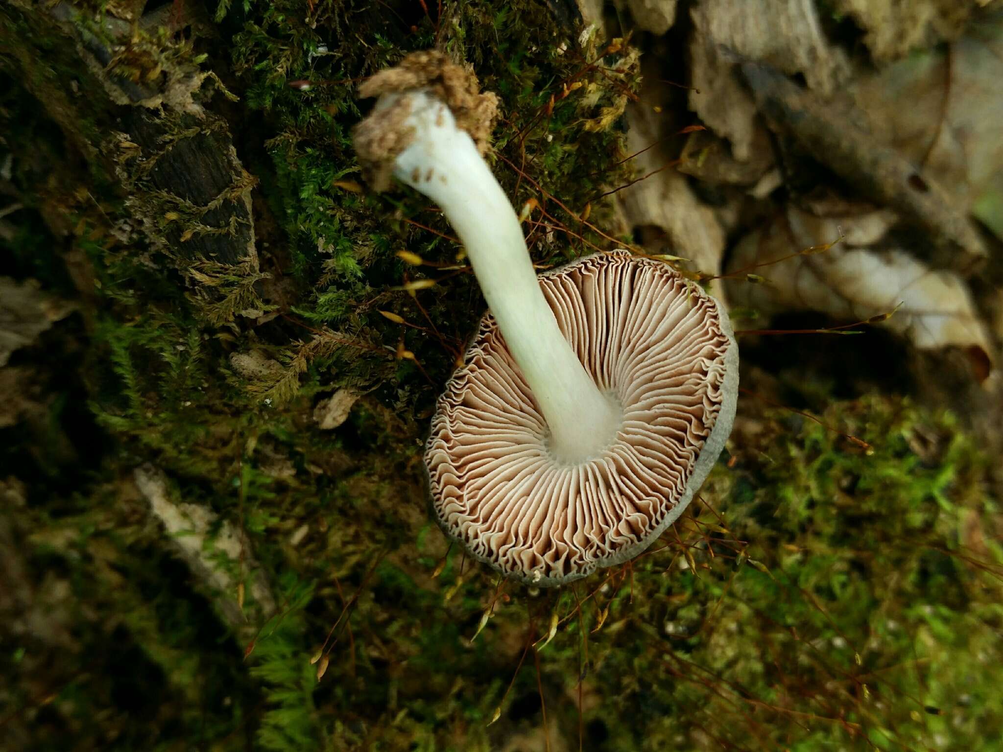 Слика од Pluteus americanus (P. Banerjee & Sundb.) Justo, E. F. Malysheva & Minnis 2014