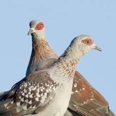 Image of Columba guinea guinea Linnaeus 1758