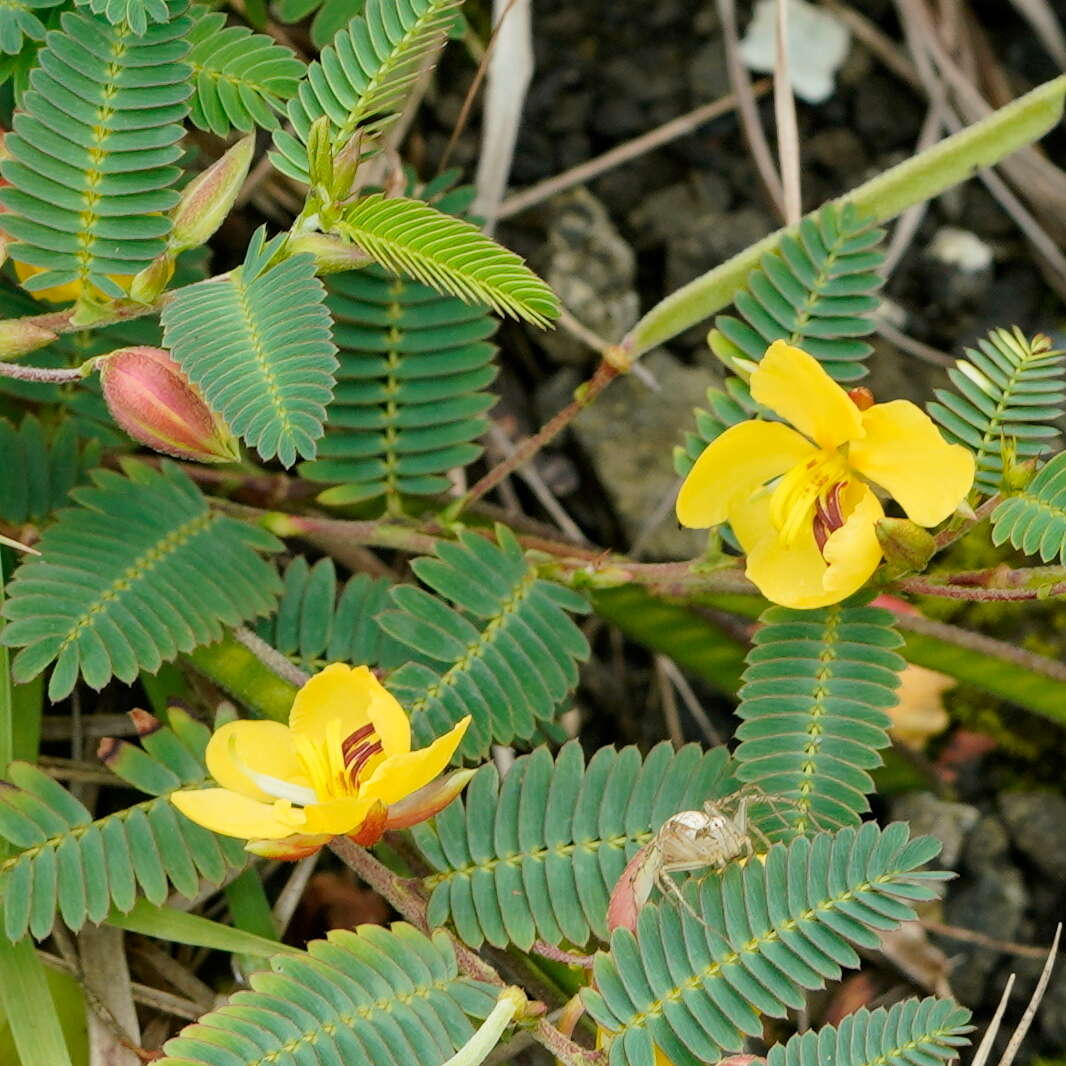 Image of Chamaecrista garambiensis (Hosok.) H. Ohashi, Tateishi & T. Nemoto