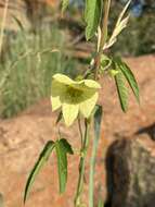 Plancia ëd Dalechampia capensis A. Spreng.