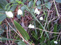 Image of Loddon lily