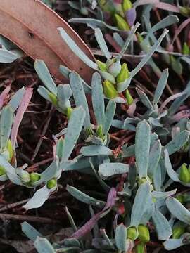 Image de Hibbertia subvaginata (Steudel) F. Müll.