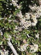 Image of dwarf ceanothus