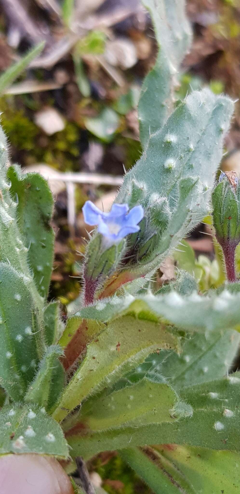 Image of Melanortocarya obtusifolia (Willd.) Selvi, Bigazzi, Hilger & Papini