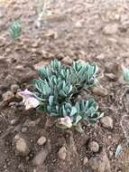 Image of dwarf skullcap