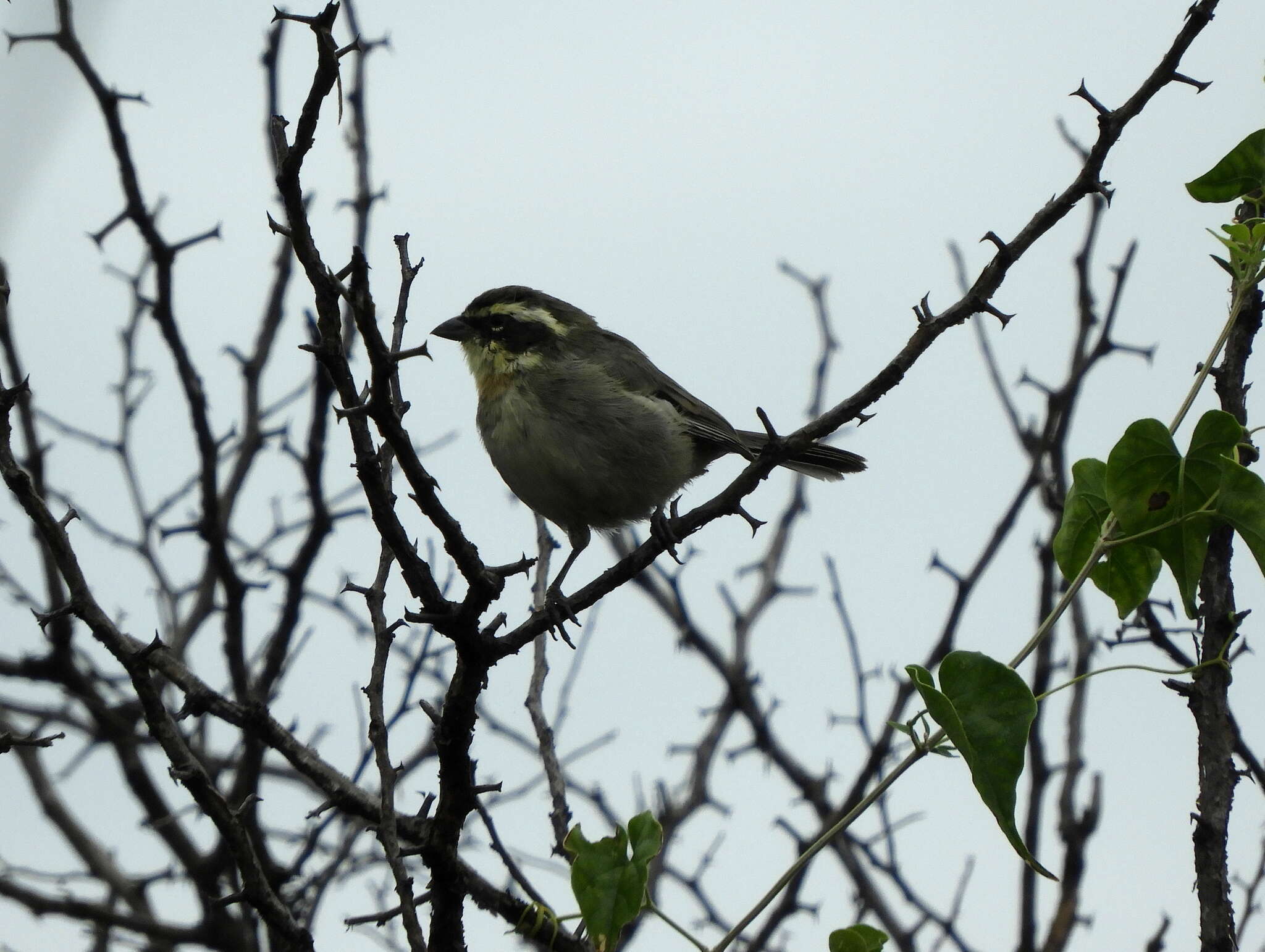 Image of Ringed Warbling Finch