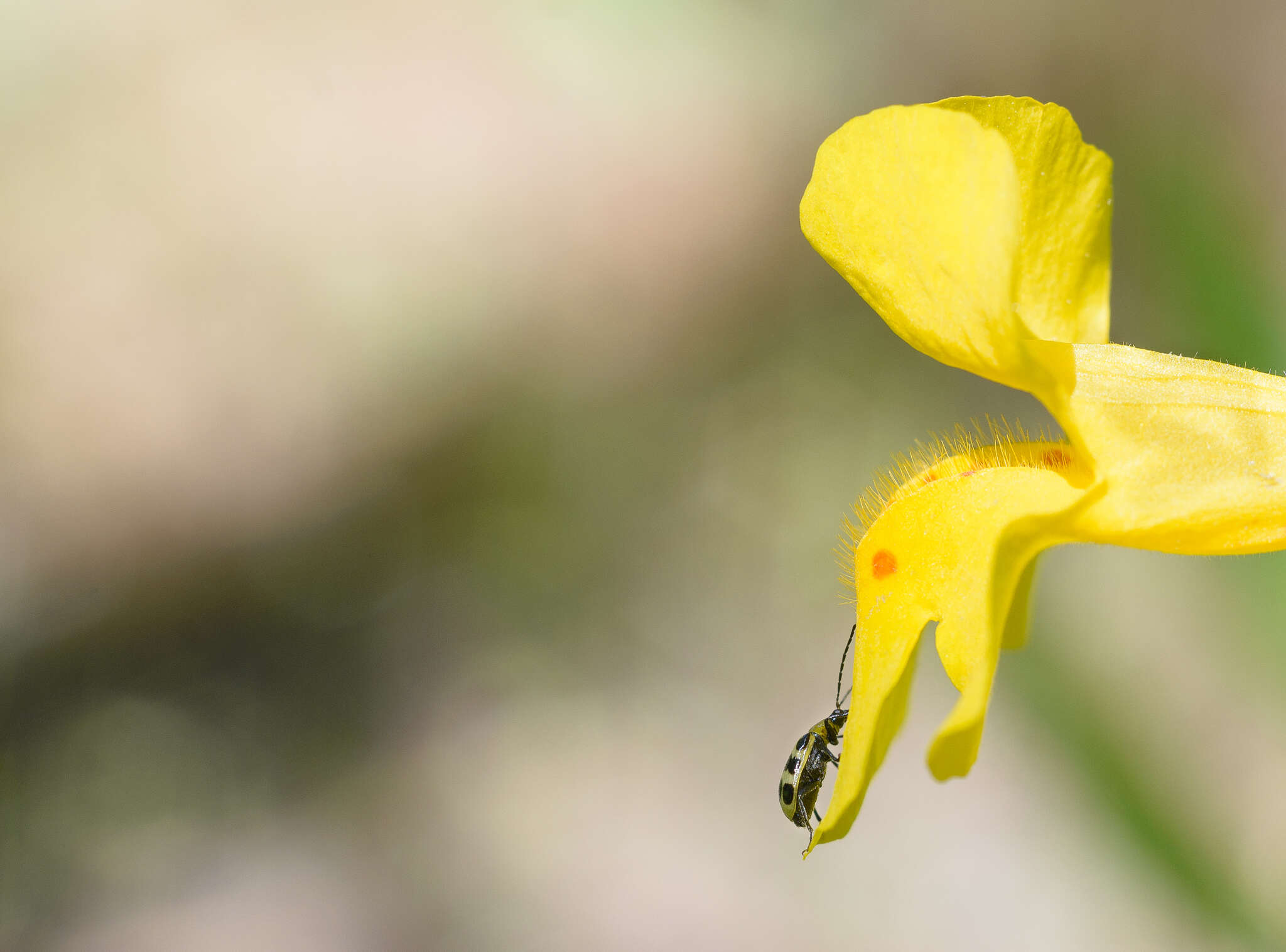 Image of Spotted Cucumber Beetle