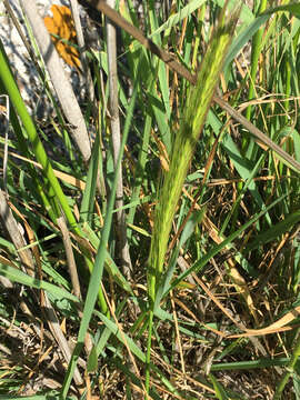 Image of bulbous barley