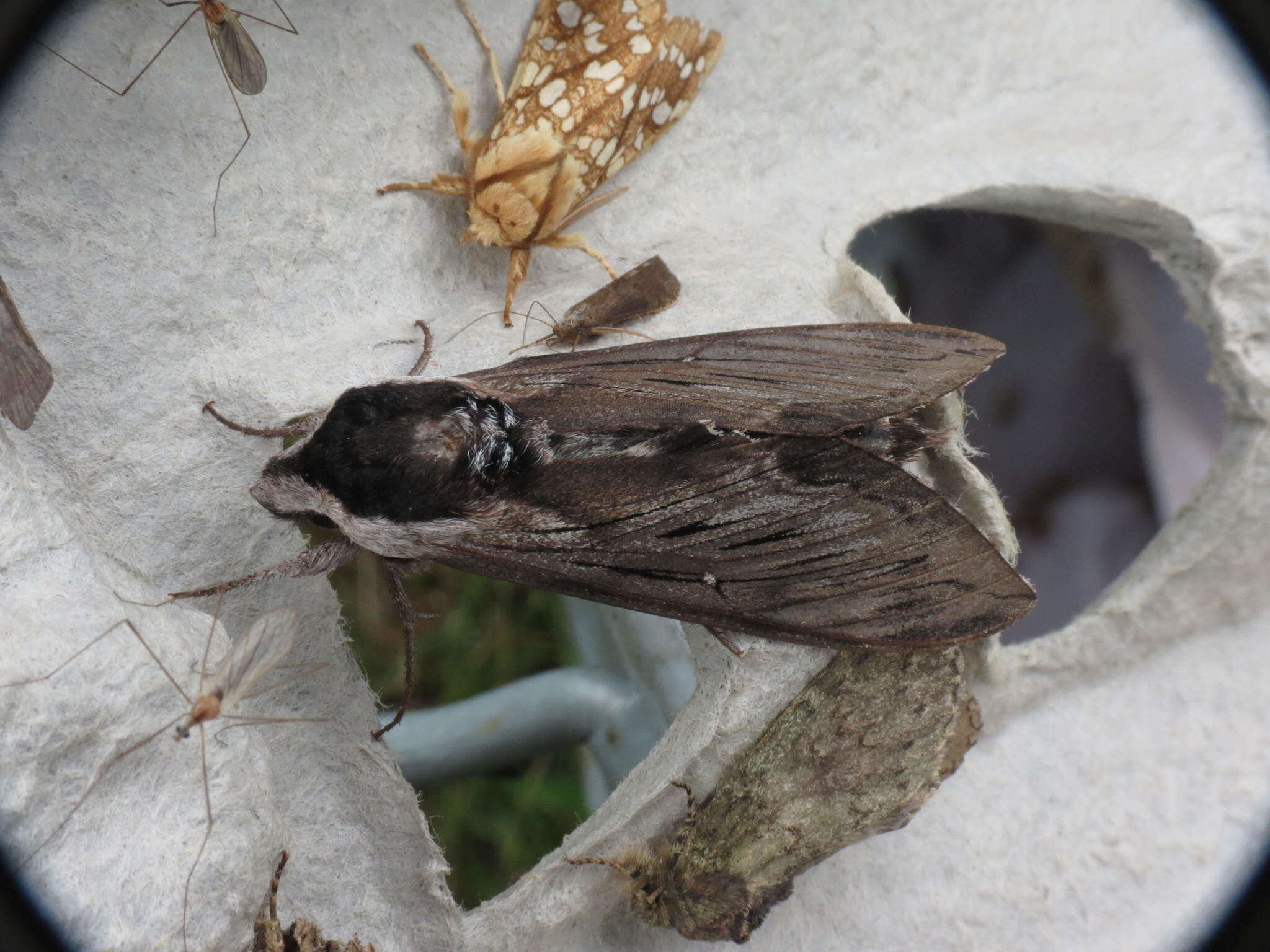 Image of Apple sphinx