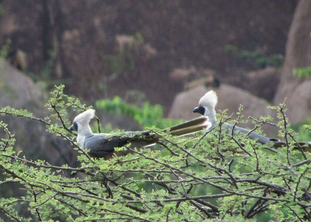 Image of Bare-faced Go-away Bird