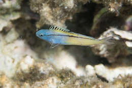 Image of Blackline Fangblenny