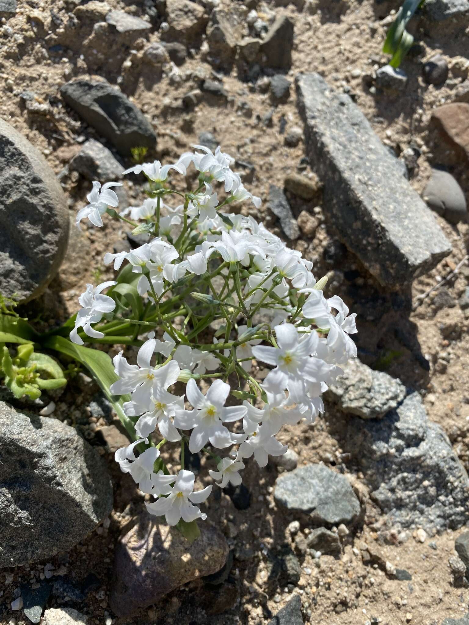 Image of Zephyra compacta C. Ehrh.