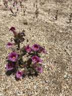 Image of Fremont's monkeyflower