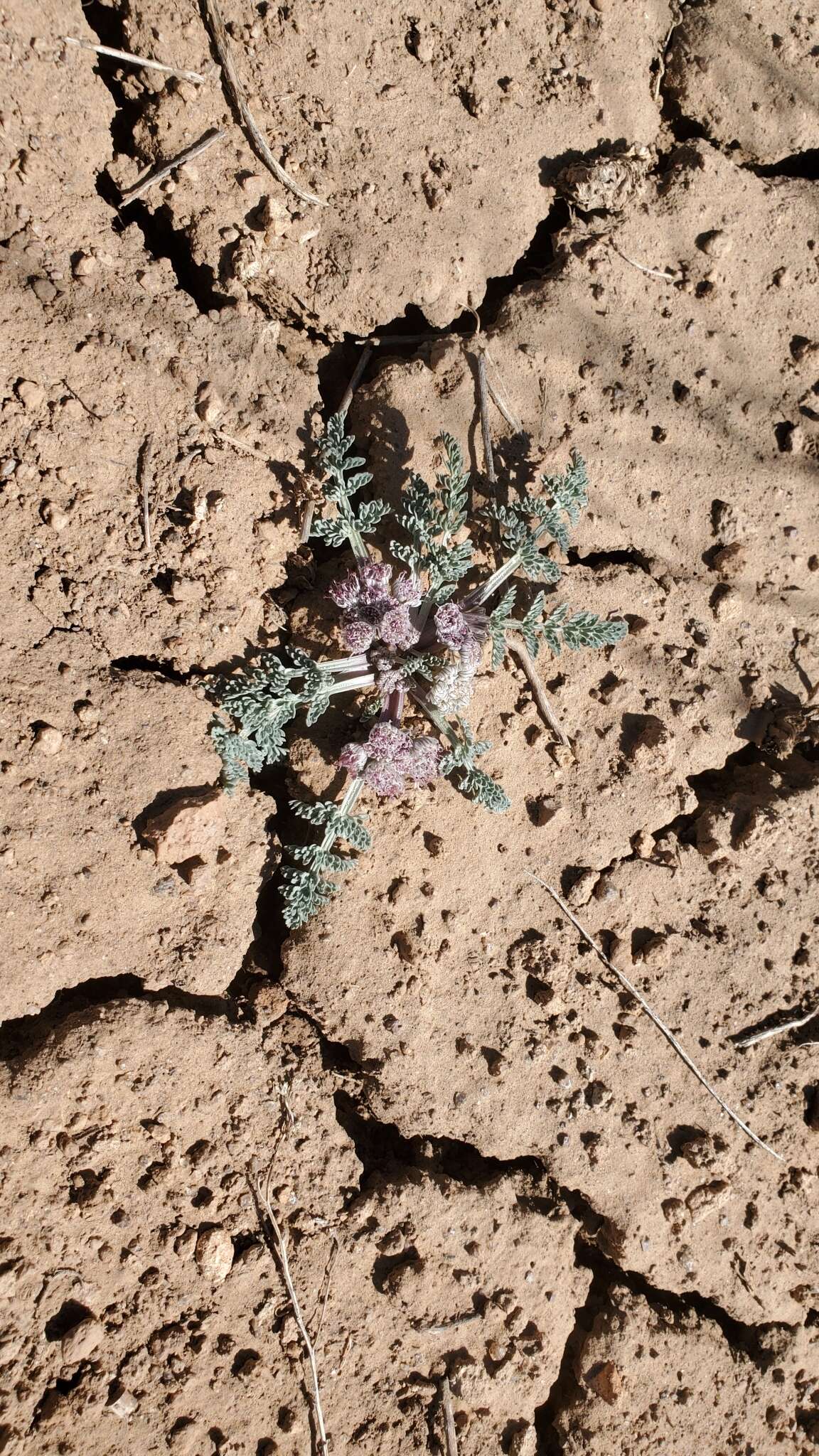 Image of Constance's springparsley