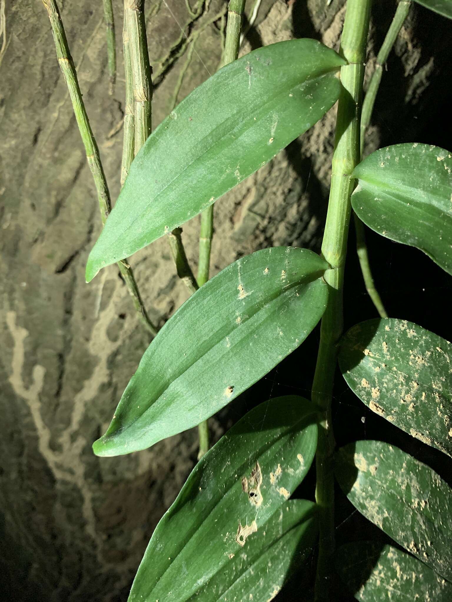 Image of Unscented Dendrobium