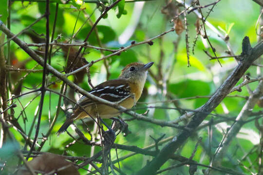 Image of Planalto Slaty Antshrike