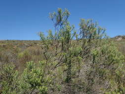 Image of Resin Flowerbush