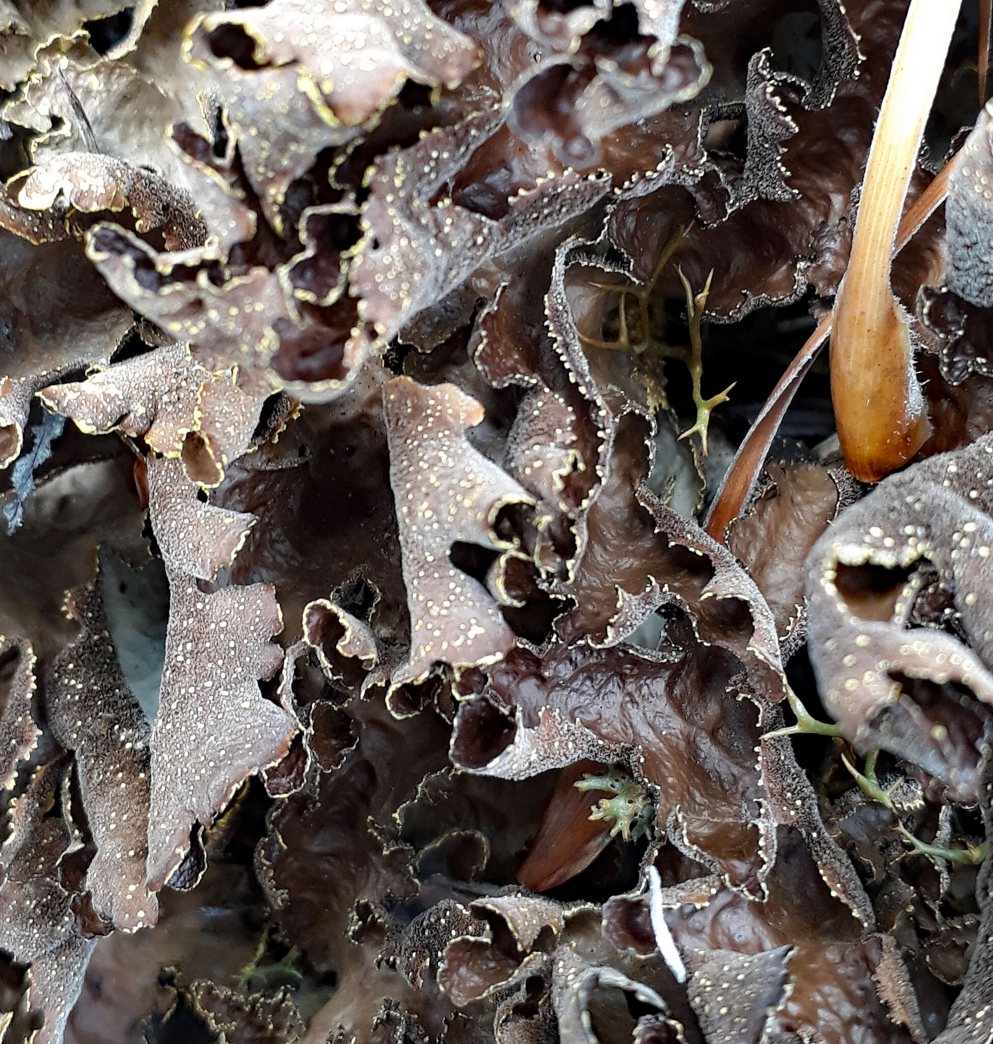 Image de Pseudocyphellaria neglecta (Müll. Arg.) H. Magn.