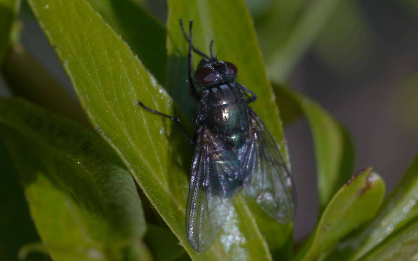 Imagem de Eudasyphora cyanella (Meigen 1826)