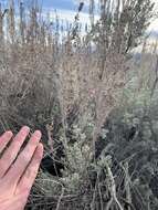 Image of threetip sagebrush