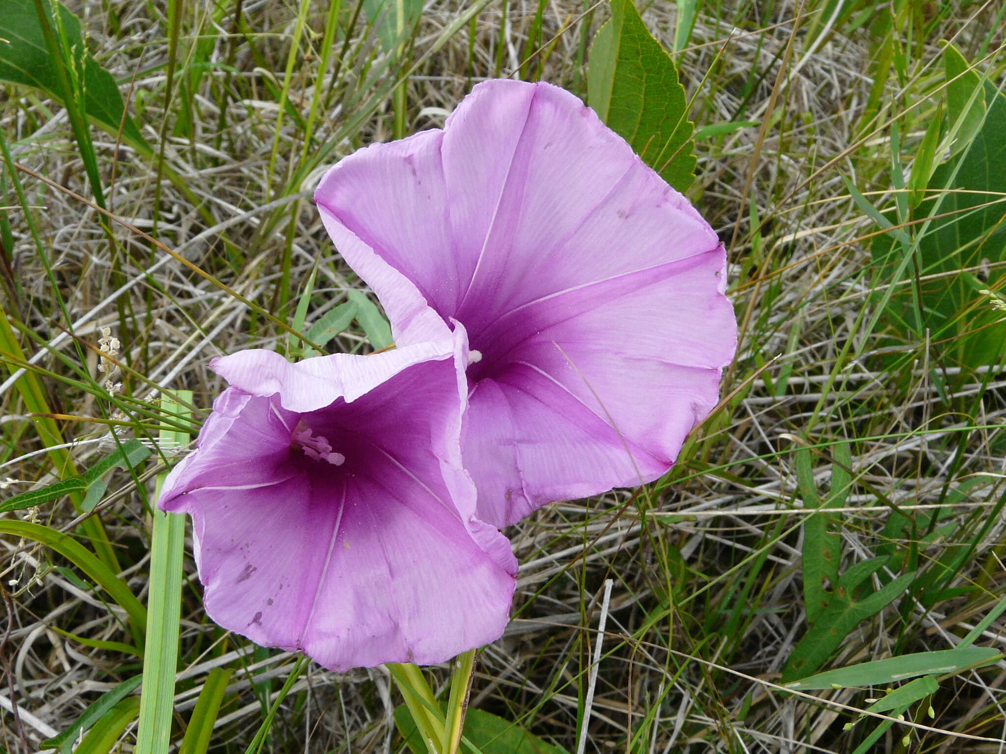 Слика од Ipomoea sagittata Poir.