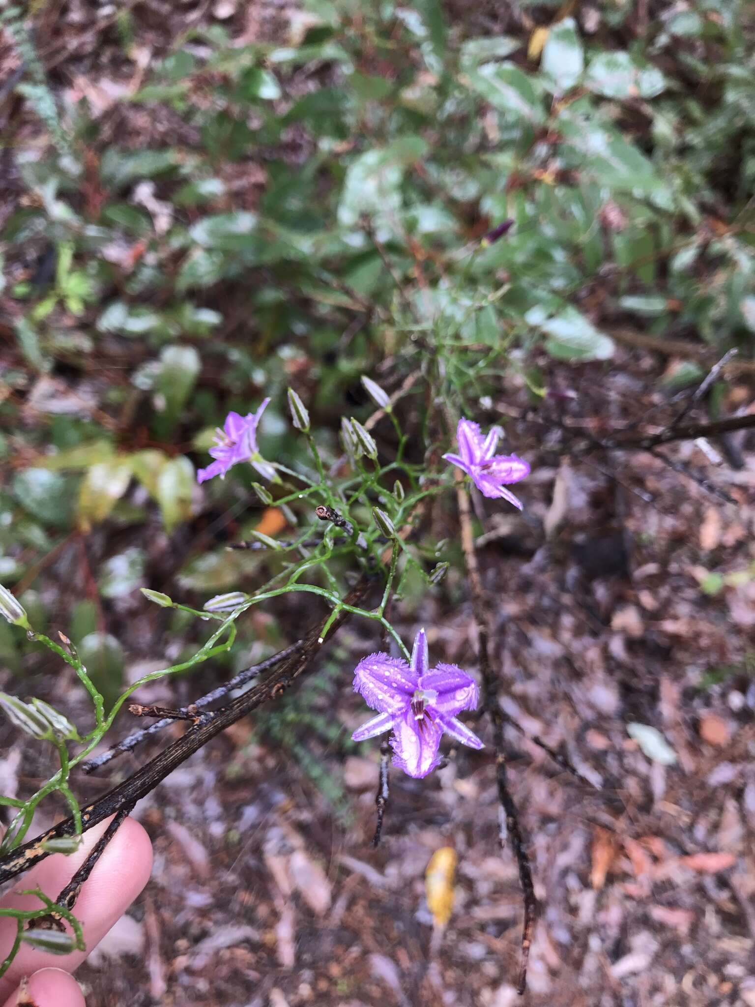 Image of Thysanotus sparteus R. Br.