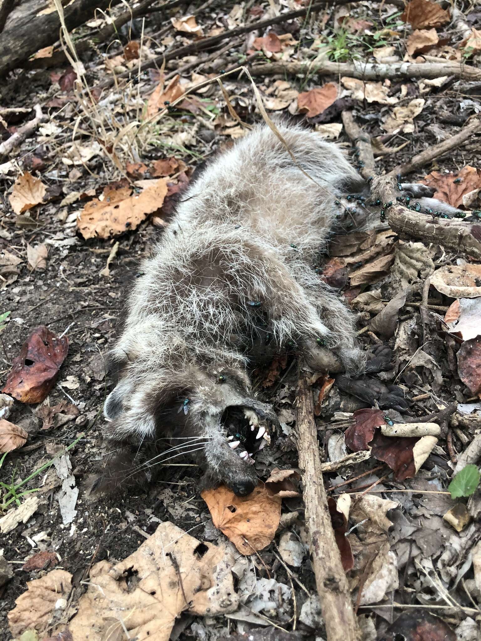 Image of Texas Raccoon