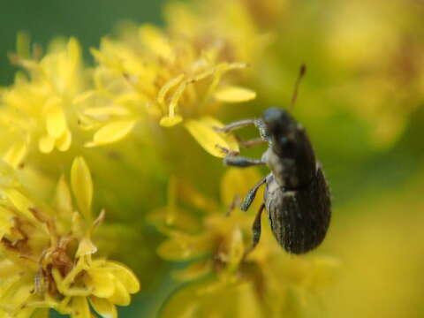 Image of Clover Root Weevil