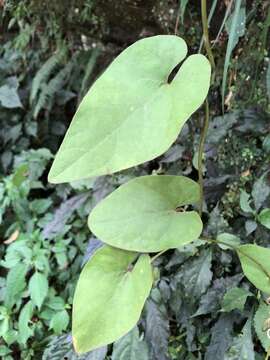 Image of Aristolochia shimadae Hayata