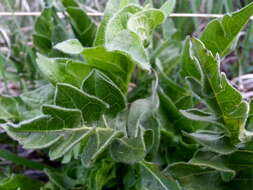 Image of cutleaf balsamroot