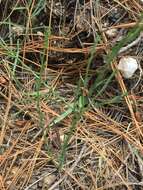 Image of New Mexico yellow flax