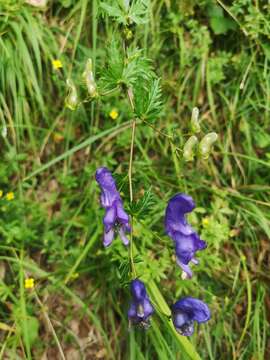 Image of Manchurian monkshood