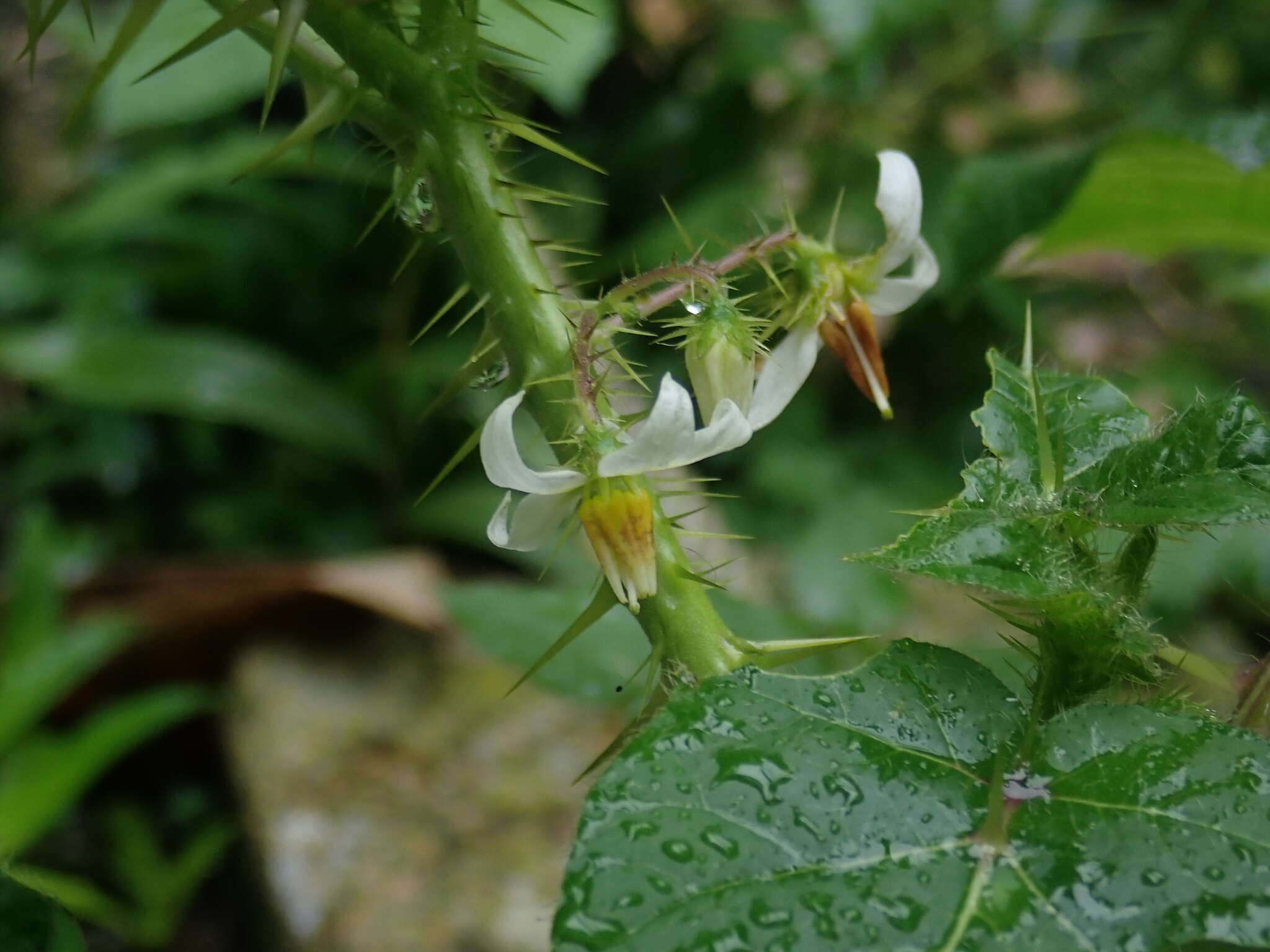 Imagem de Solanum capsicoides Allioni