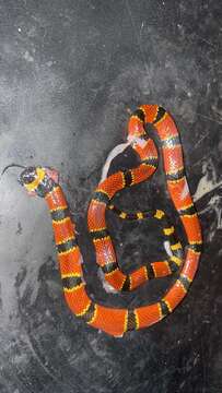 Image of Nayarit Coral Snake