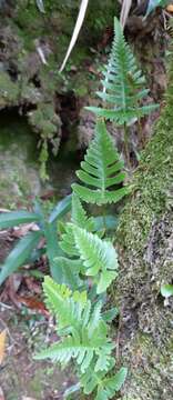 Image of haresfoot fern