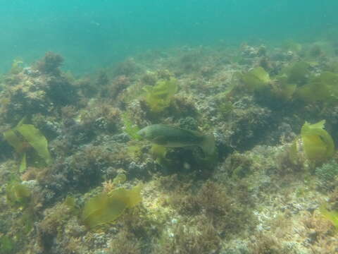 Image of Ballan Wrasse