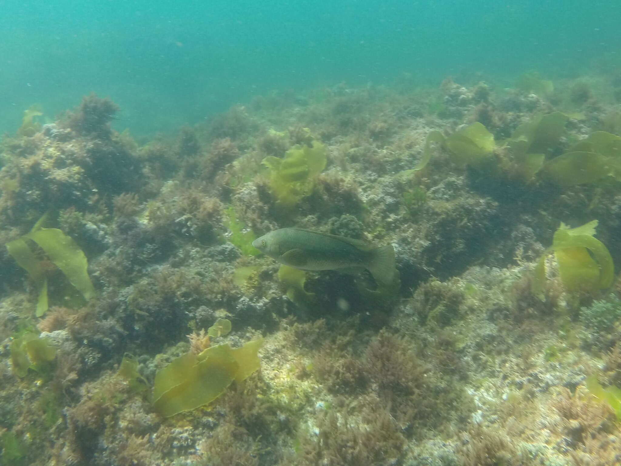 Image of Ballan Wrasse