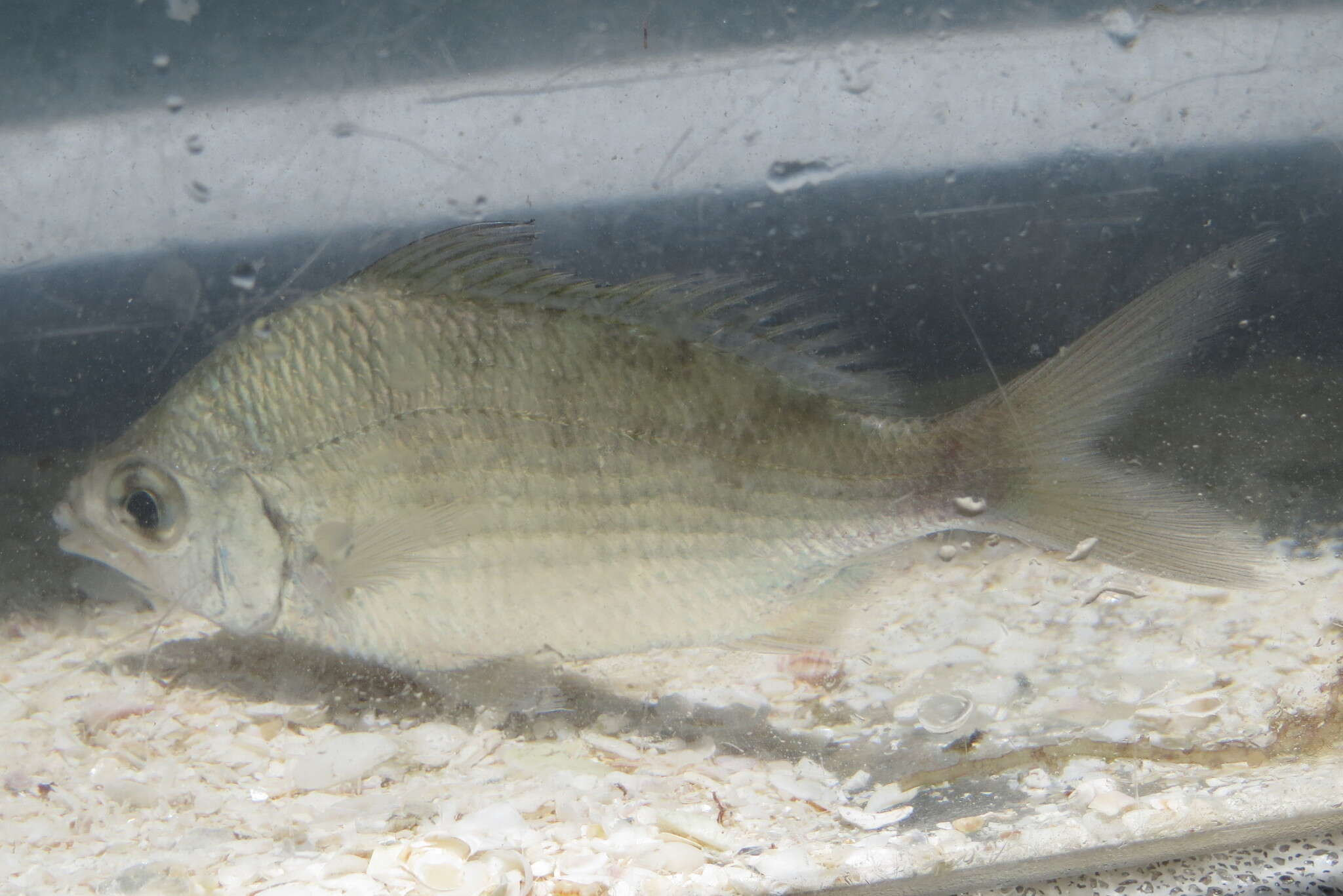 Image of Common mojarra