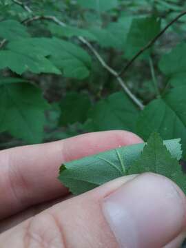 Image of stolonbearing hawthorn