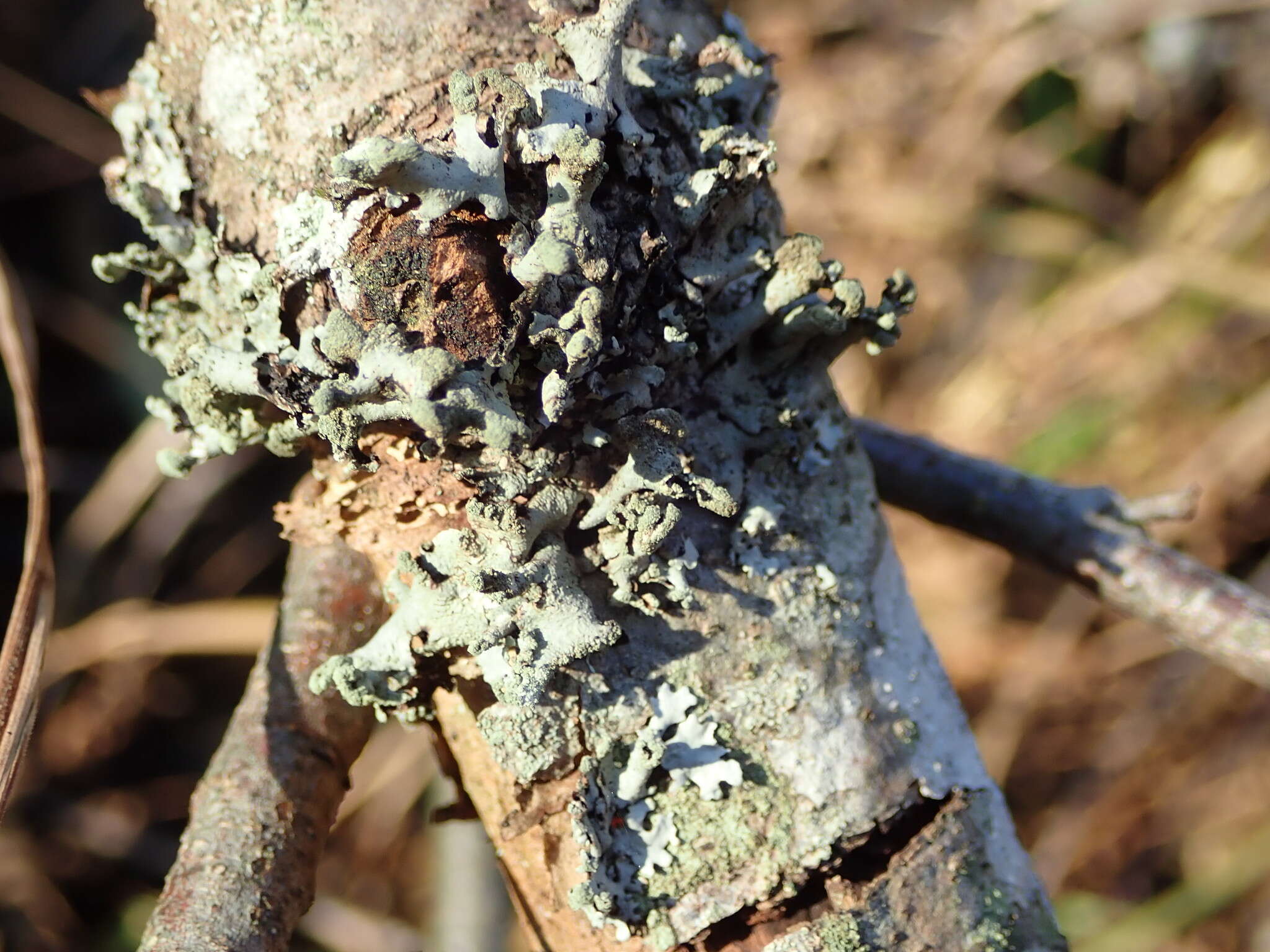 Image of Hypotrachyna lichen