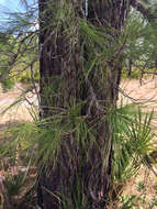 Image of Marsh Pine