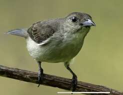 Image of Legge's Flowerpecker