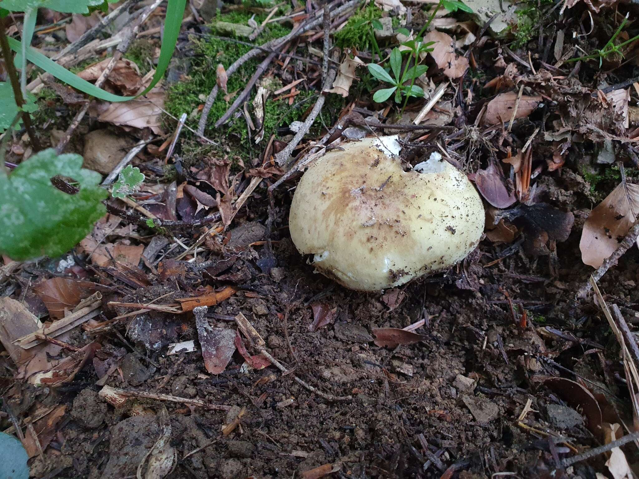 صورة Russula violeipes Quél. 1898