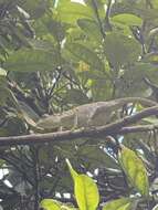 Image of Seychelles Tiger Chameleon