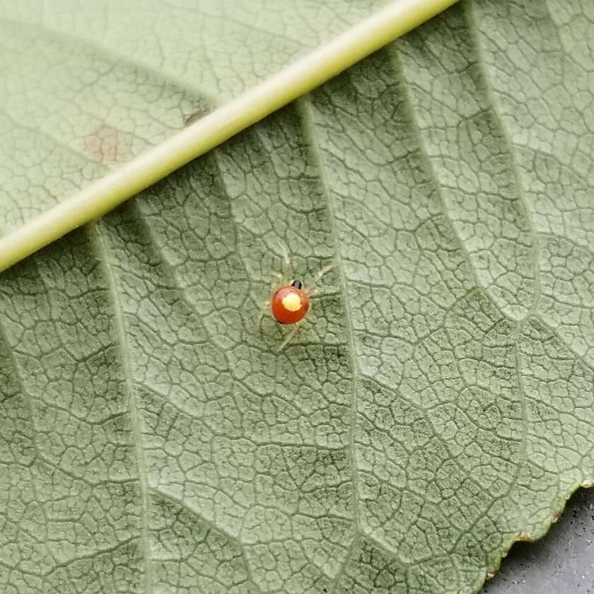 Image of Theridula emertoni Levi 1954