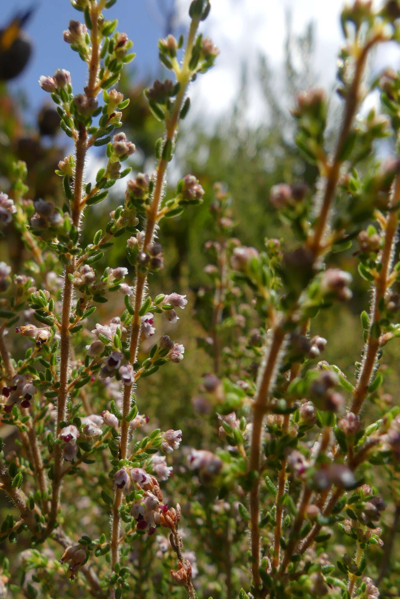 Image of Erica cordata var. cordata