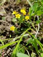 Image of bristly linanthus