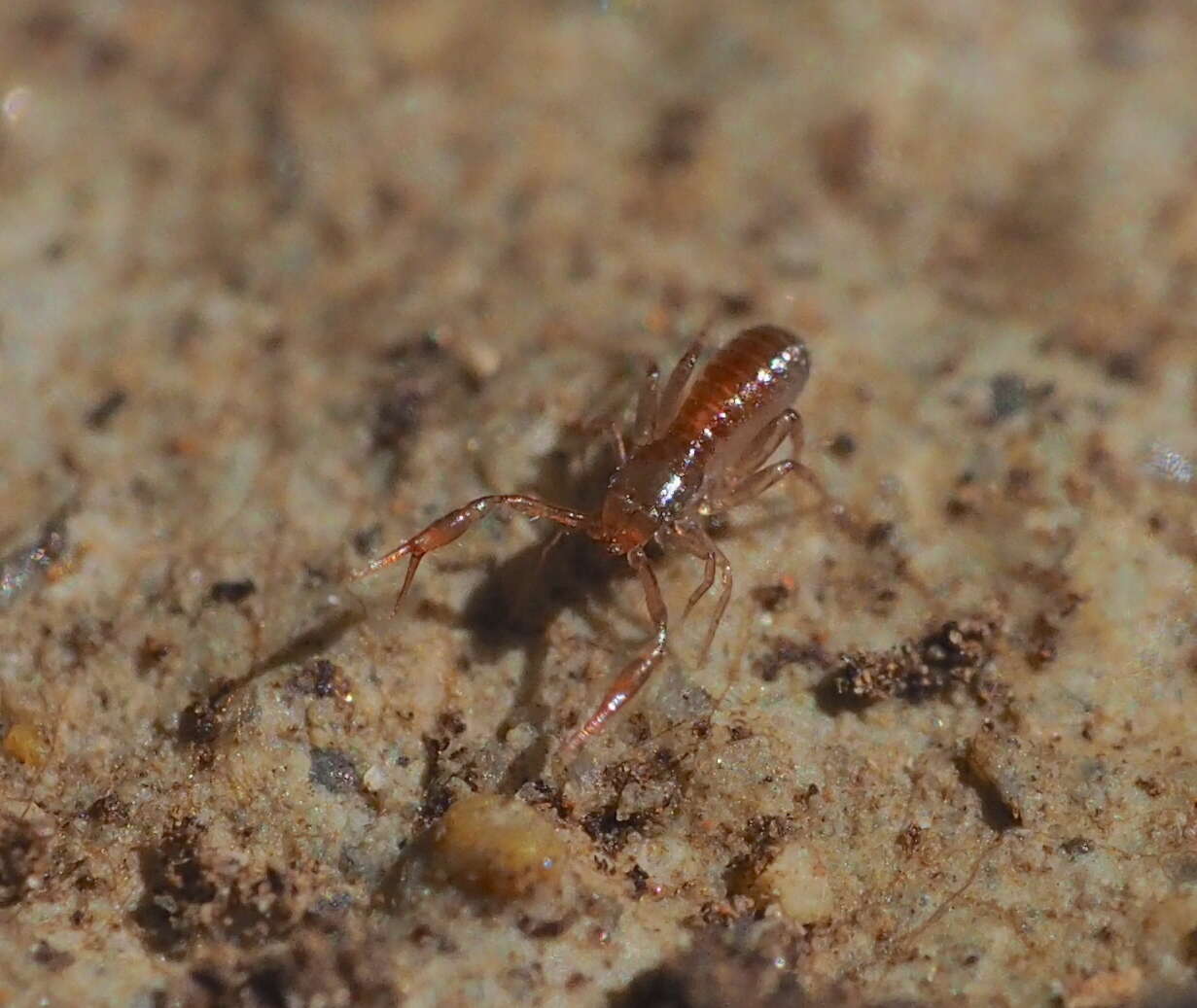 Image of Pseudoscorpion